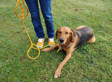 Loose Leash on the Grass