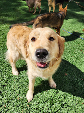 Happy Golden Retriever