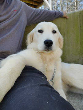 White Golden Pup