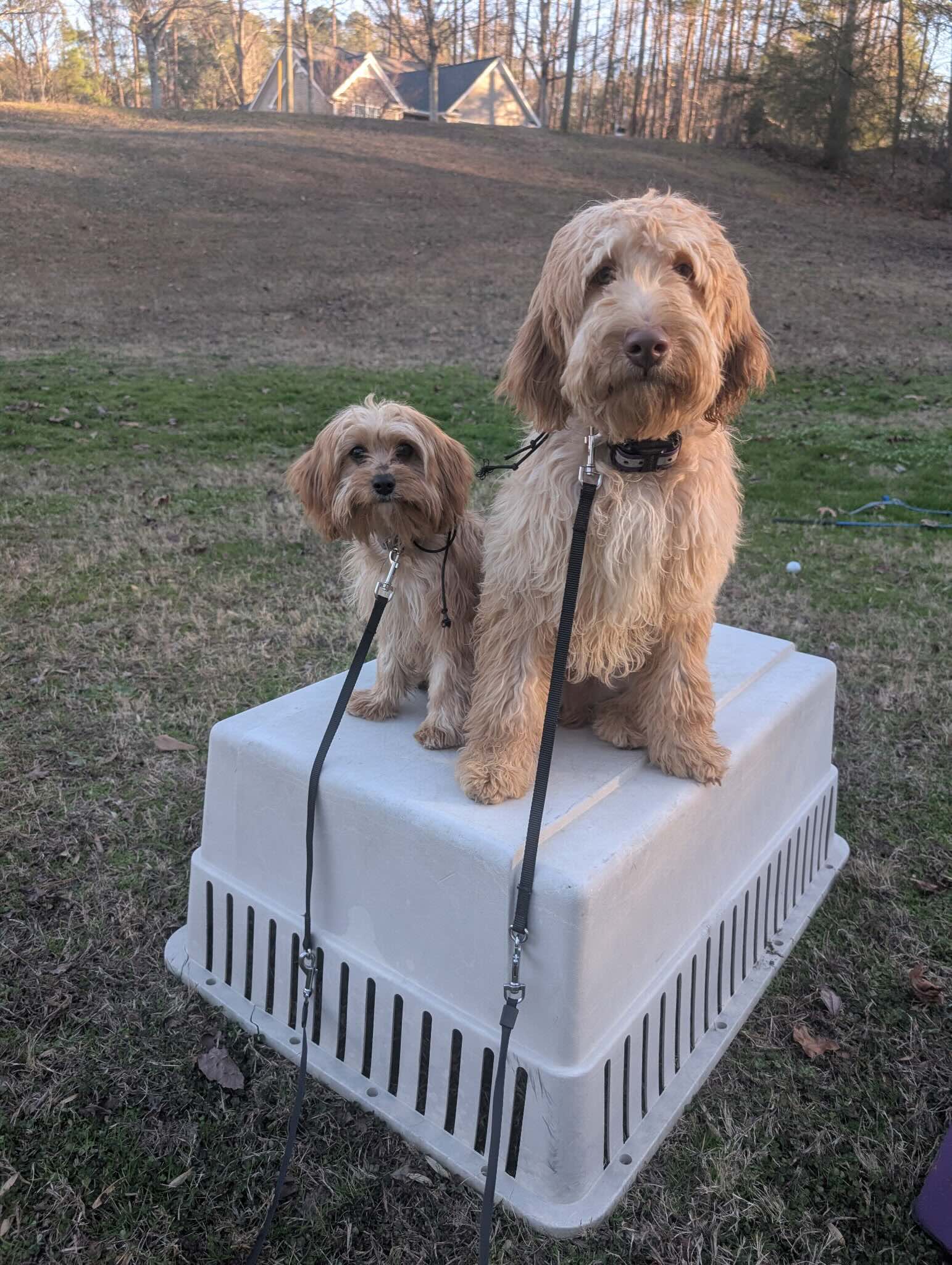 Doodles on Place Command