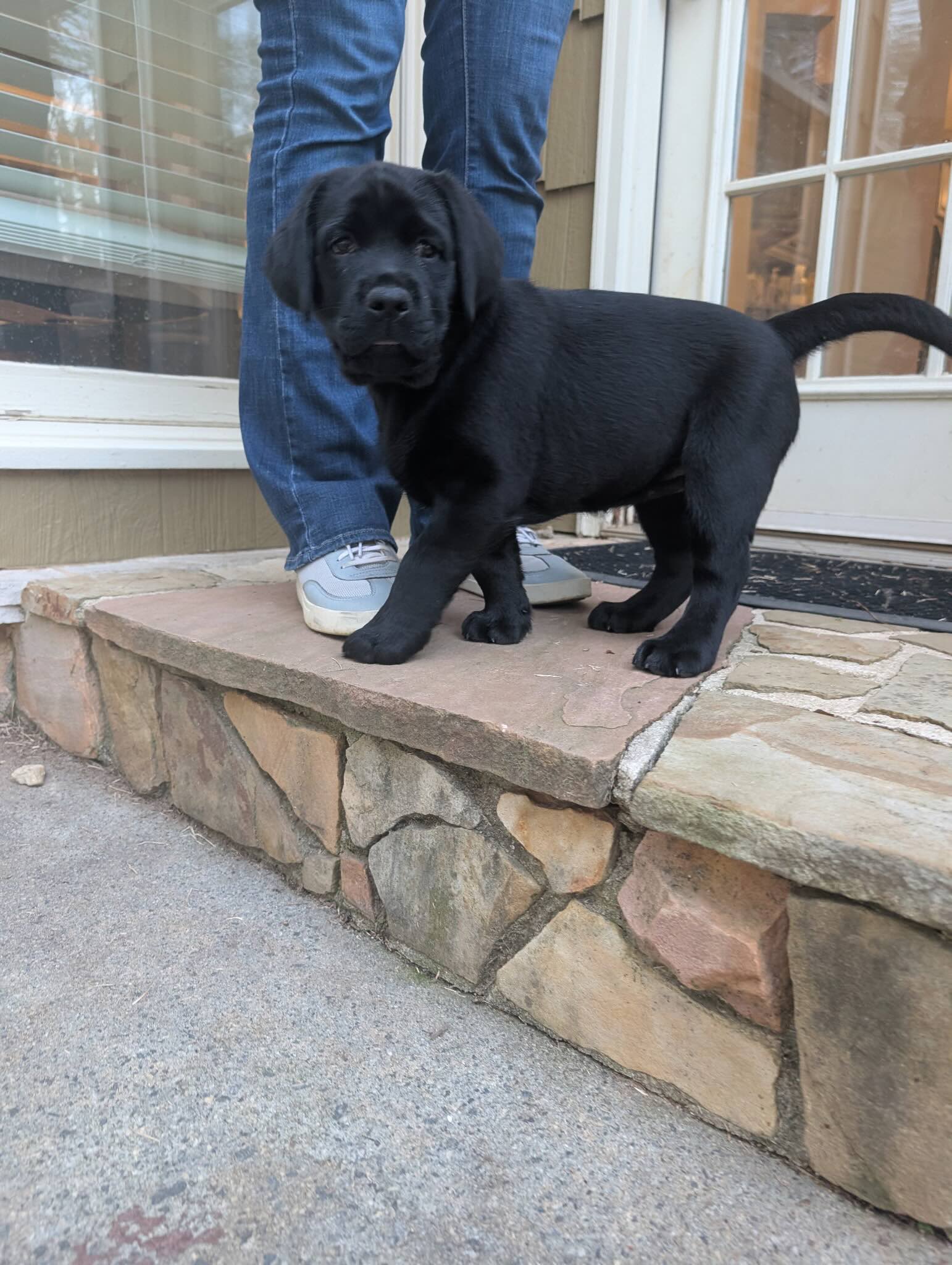 Black Lab Puppy
