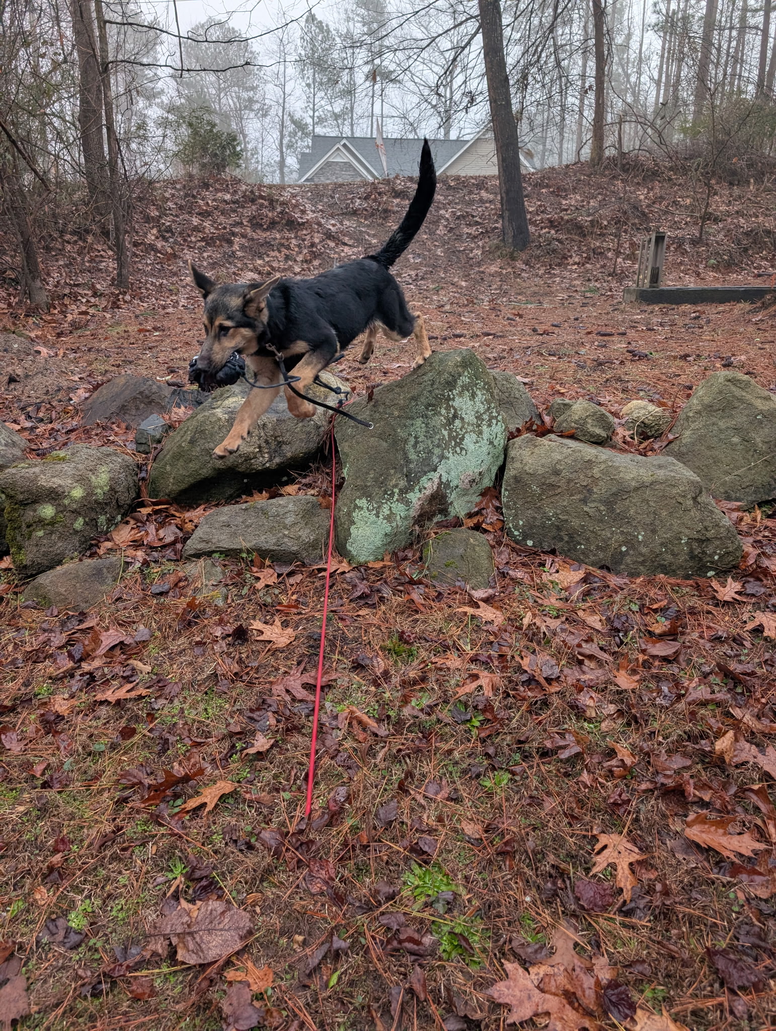 GSD Outdoor Training